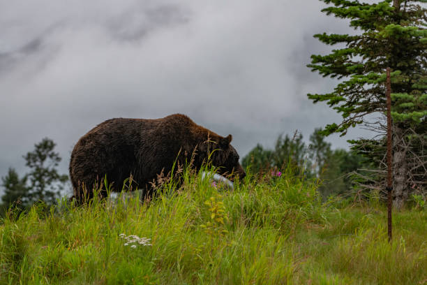istock Grizzly bear on a hill top with flowers, clouds, mountains 1263771545