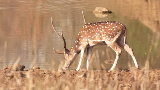 istock spotted deer drinking from a waterhole at tadoba 1263775861