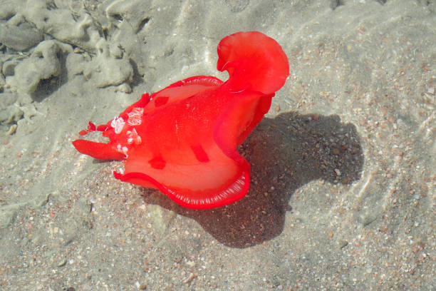 istock red sea slug from the Egypt 1263777759