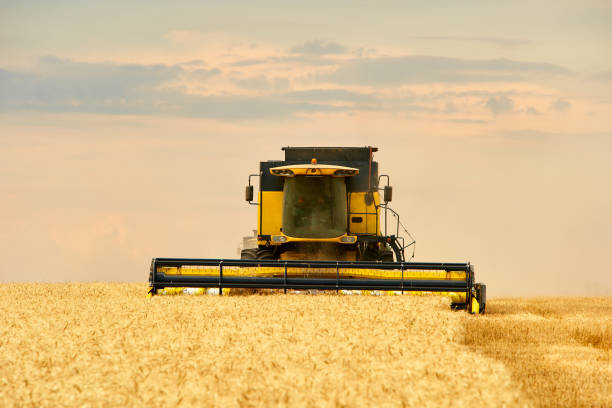 istock Combine harvester working in wheat field with cloudy moody sky. Harvesting machine driver cutting crop in a farmland. Agriculture theme, harvesting season 1263777870