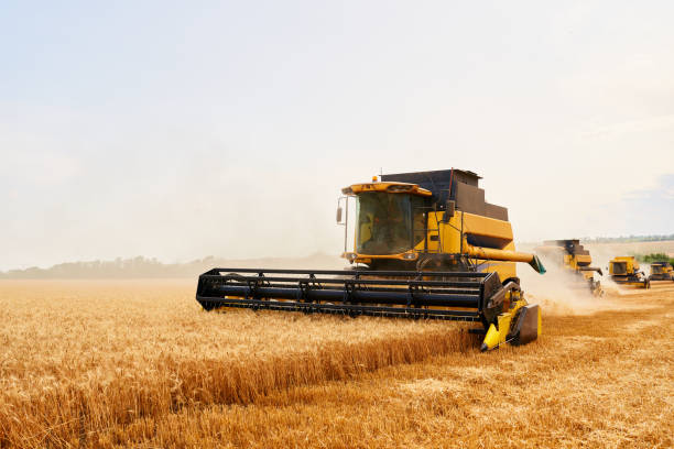 istock Combine harvesters working in wheat field with cloudy moody sky. Harvesting machine driver cutting crop in a farmland. Agriculture theme, harvesting season 1263777881