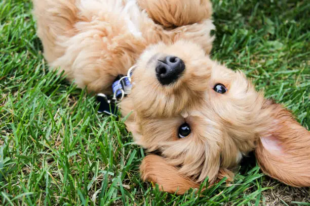 Multigen Goldendoodle