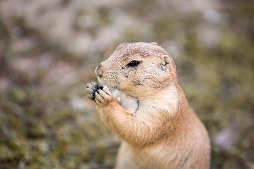 Prairie Dog eating a snack held between his paws.Сlose-up of a cute prairie dog