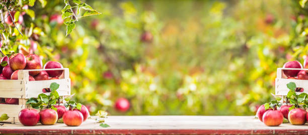 庭のテーブルの上に木箱に新鮮な熟した赤いリンゴ - orchard fruit vegetable tree ストックフォトと画像