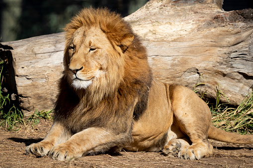A male Lion relaxing outdoors in the sunshine