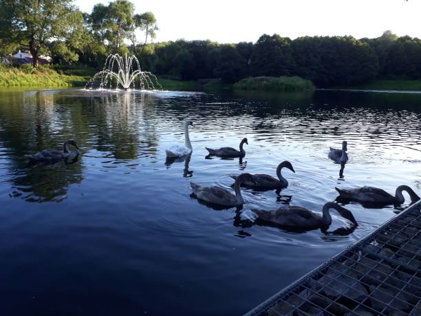 istock the swans on the lake 1263780476