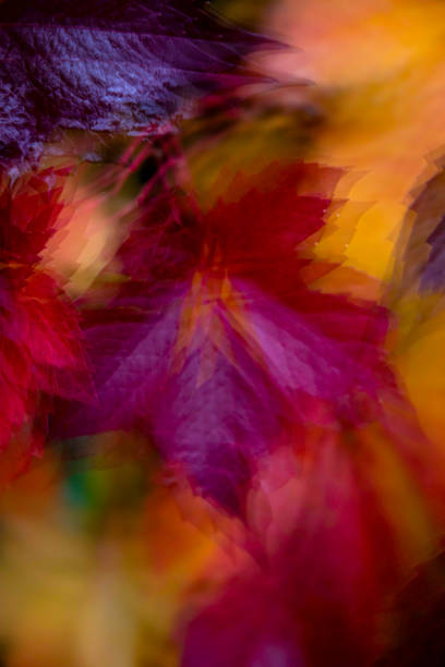texture background with colorful autumn leaves stock photo