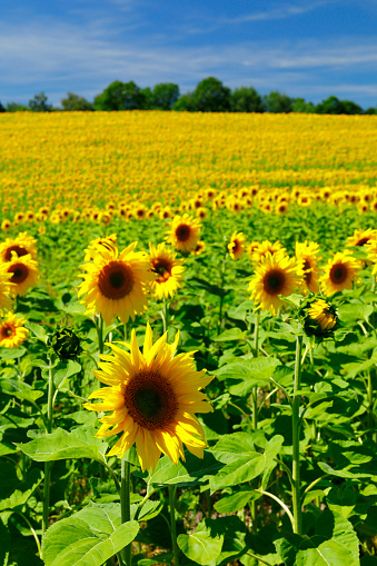 Sunflower field in Mecklenburg-Vorpommern