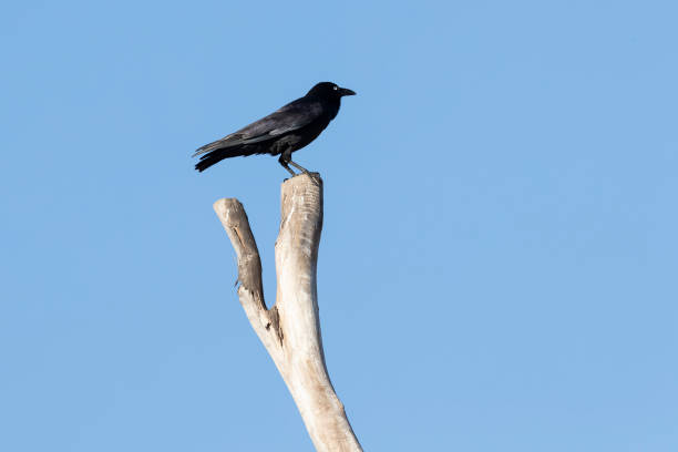 istock A black Crow standing on a dead tree branch with blue sky background 1263782301