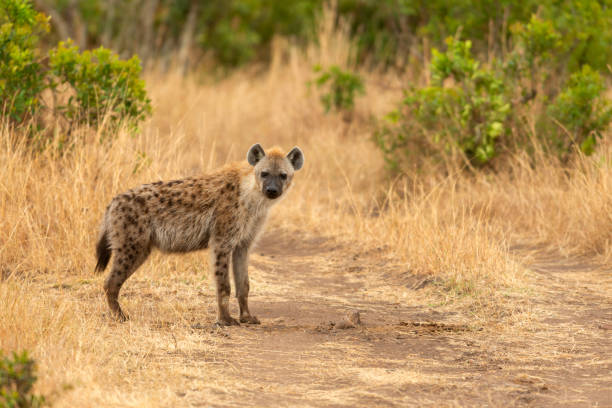 Spotted Hyena, Crocuta crocuta, Maasai Mara National Reserve, Kenya, Africa Spotted Hyena, Crocuta crocuta, Maasai Mara National Reserve, Kenya, Africa hyena stock pictures, royalty-free photos & images