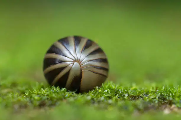 Pill Milliipede curled in a ball, Amboli, India