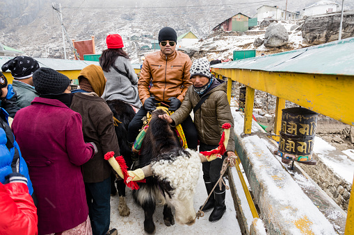 SIKKIM, INDIA, March 9 2017: Tourist ride yak with tamer who pull and control him to walk to the mountain in winter