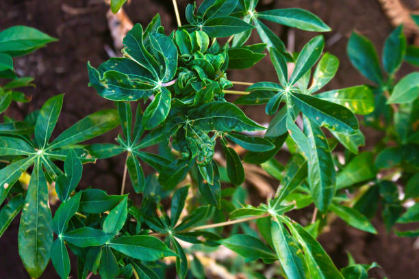 istock cassava tree growth in planting farm, manioc or tapioca planting field, plot soil for cassava plantation, tapioca leaves, cassava planting plot land, agricultural cassava field plant, manioc farmland 1263782509