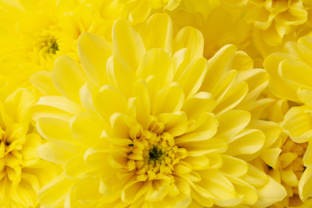 Beautiful yellow daisy looking like sunflower isolated on white background. Gerbera daisy blossom.