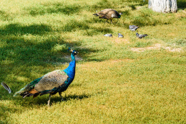 peacock in the park with shiny colorful feathers