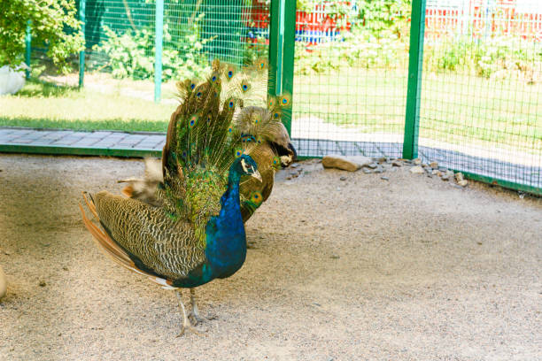 istock Multi colored peacock male on the gravel 1263785391