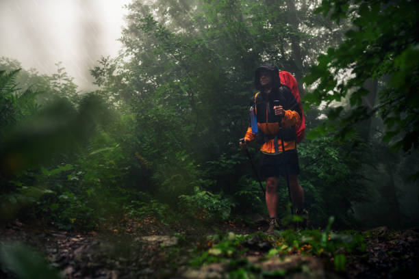istock The traveler walks through the forest 1263786051