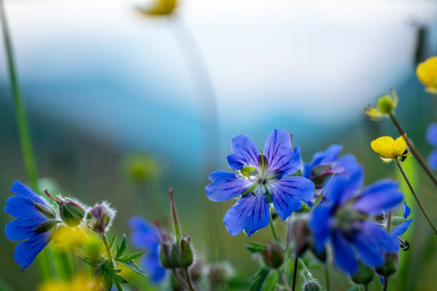 Blue flowers in the mountains