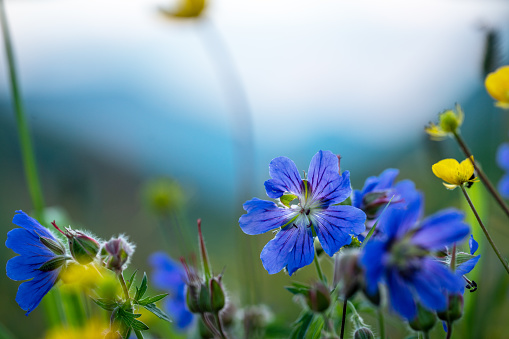 Blue Chicory flowers, close up