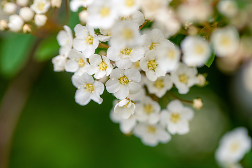A beautiful flower of white cherry blossom (prunus avium duacina in the botanical garden