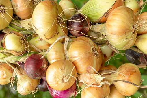 Different types of onions tied into a braid against a blurred green background