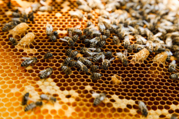 istock Golden honeycomb with bees in an apiary 1263787392