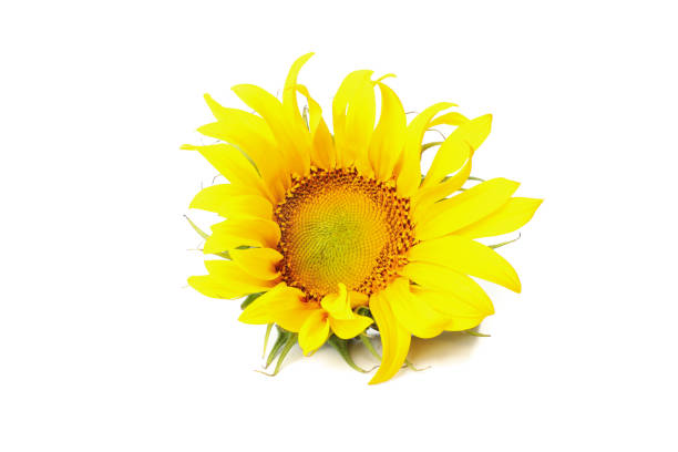 istock Beautiful single sunflower isolated on white background 1263787696