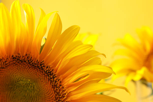 istock Beautiful sunflower on yellow background, close up 1263788773