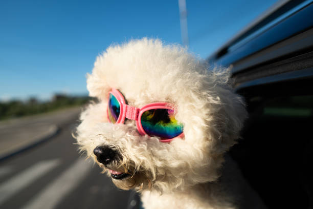 istock Bichon Frise enjoying car ride 1263789369