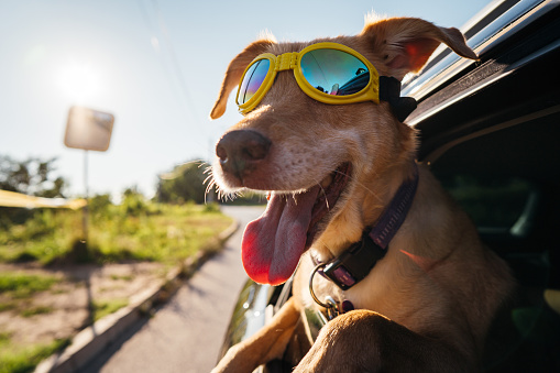 Mixed-breed dog with sunglasses is looking out the open window and enjoying the car ride.