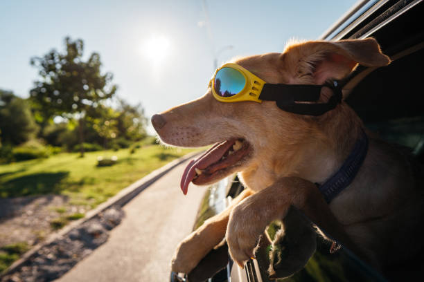 istock Dog enjoying a car ride 1263789375