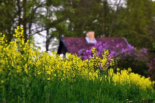 Rural spring idyllic landscape with blossoming rapeseed field, lilac and roof of the cottage.