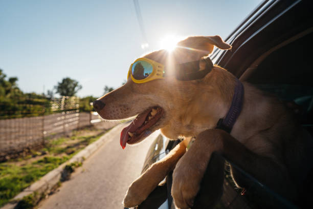 istock Dog enjoying a car ride 1263789391