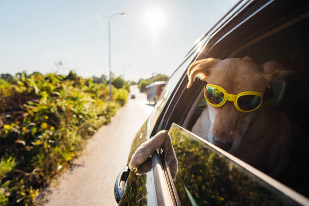 istock Dog enjoying a car ride 1263789392
