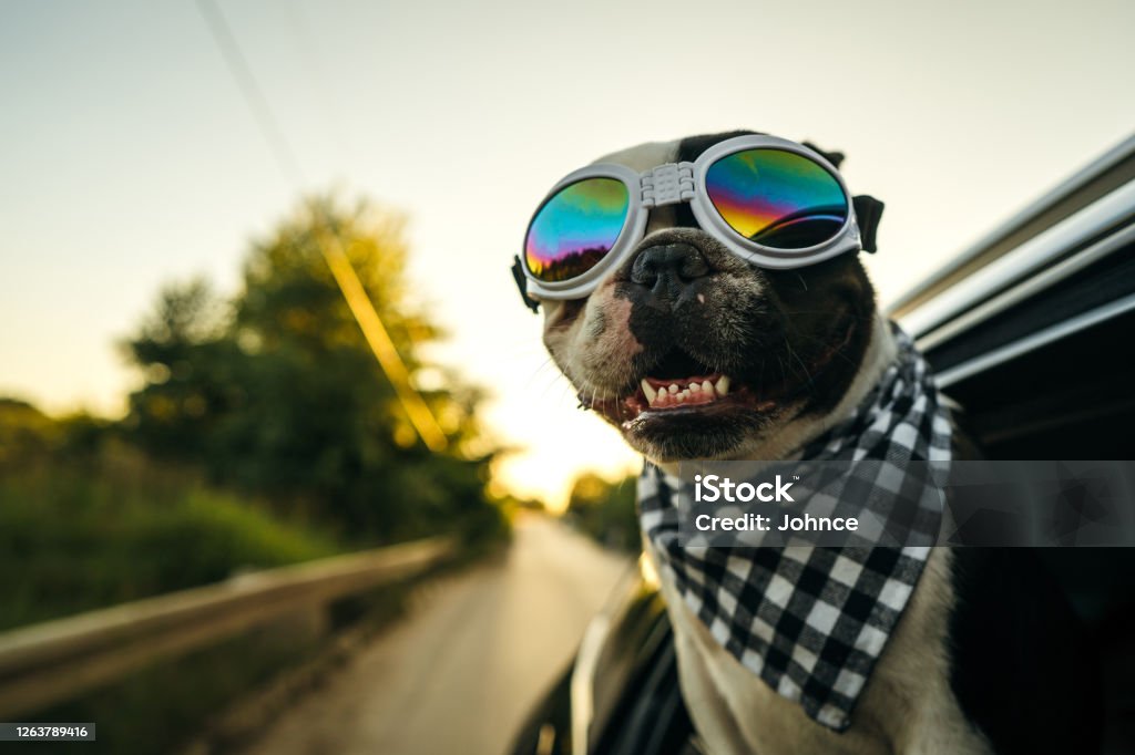 French Bulldog enjoying the car ride French Bulldog with sunglasses and plaid scarf is looking out the open window during the car ride. Dog Stock Photo