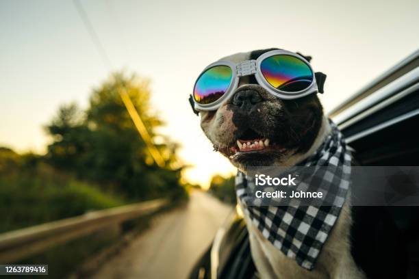 French Bulldog Enjoying The Car Ride Stock Photo - Download Image Now - Dog, Car, Humor