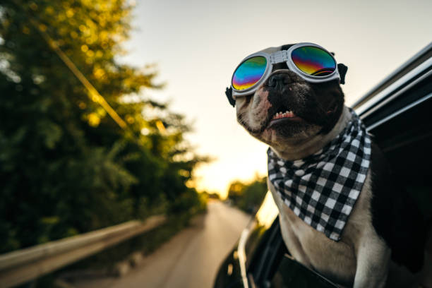 istock French Bulldog enjoying the car ride 1263789424