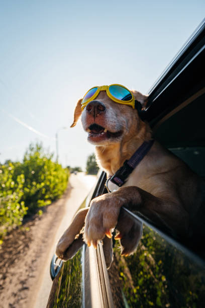 istock Dog enjoying a car ride 1263789432