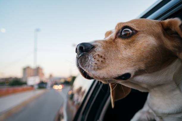 istock Beagle in the car ride 1263789460