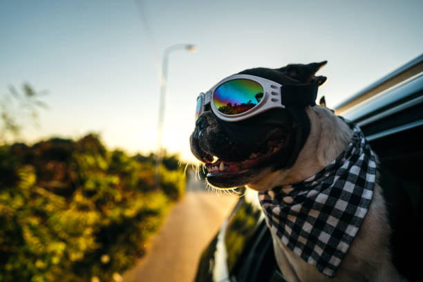 istock French Bulldog enjoying the car ride 1263789461