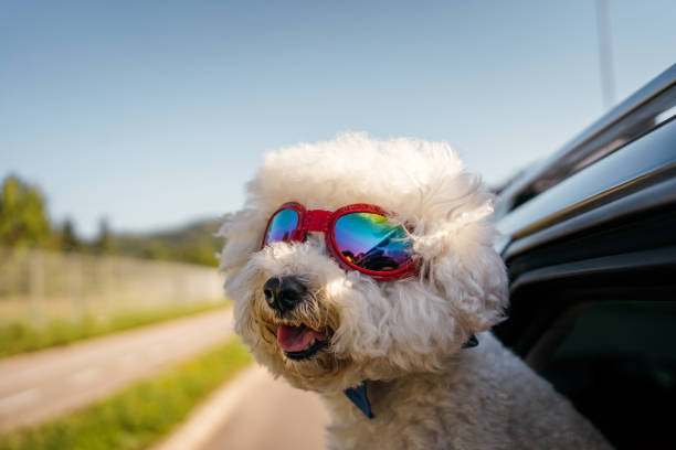 istock Bichon Frise enjoying car ride 1263789493