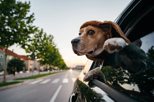 istock Beagle in the car ride 1263789495
