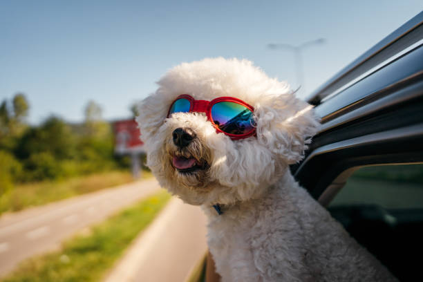 istock Bichon Frise enjoying car ride 1263789533