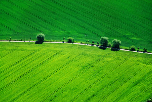 Road between lush green fieldsfields, wide spring landscape, aerial view.