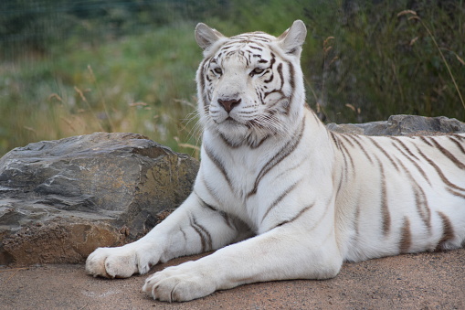 Bengal White Tiger: Also known as the Bengal White Tiger, or \