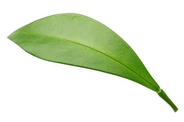 istock Citrus leaf, lemon, grapefruit, orange, lime, kumquat, isolated on white background, clipping path, full depth of field 1263791140