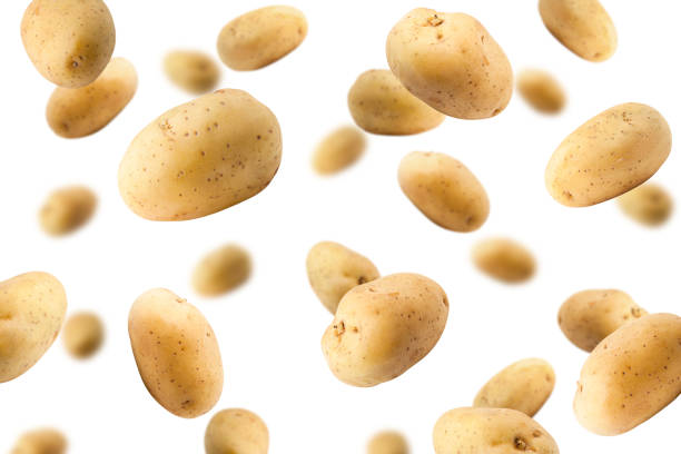 Falling potato, isolated on white background, selective focus