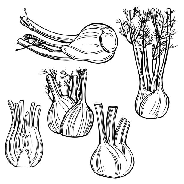 illustrations, cliparts, dessins animés et icônes de bulbes de fenouil dessinés à la main . illustration vectorielle. - fennel ingredient vegetable isolated on white