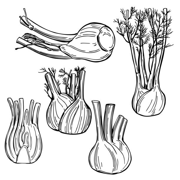 손으로 그린 회향 전구. 벡터 그림입니다. - fennel stock illustrations