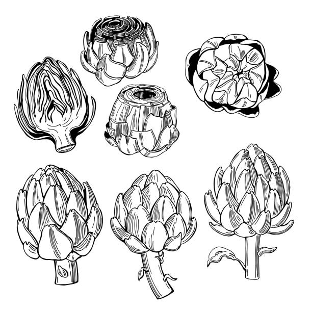 артишок.  иллюстрация векторного эскиза. - artichoke stock illustrations